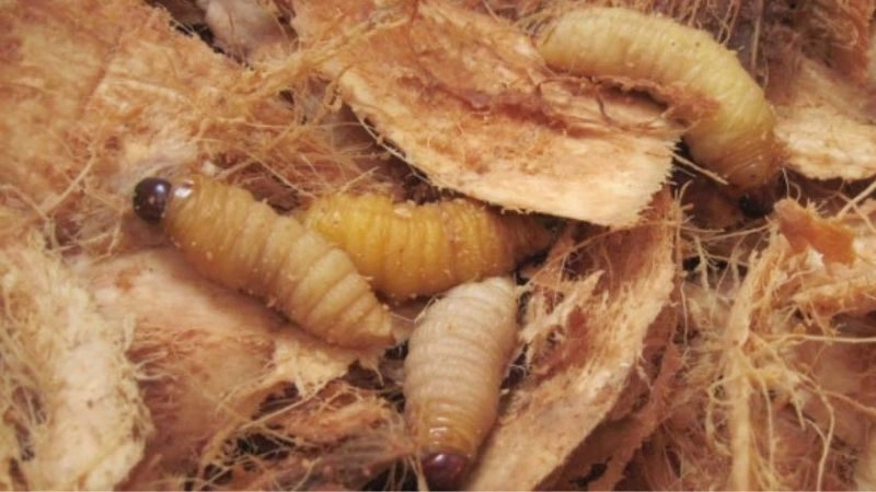Cồn Phụng Bến Tre
