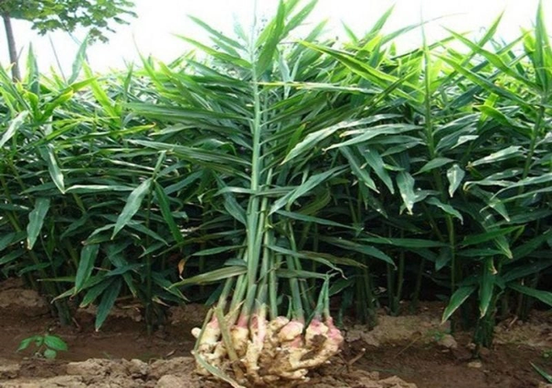 mẹo chữa đau đầu