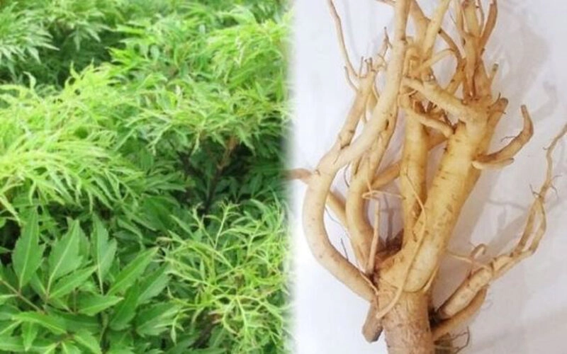 mẹo chữa mất ngủ dân gian