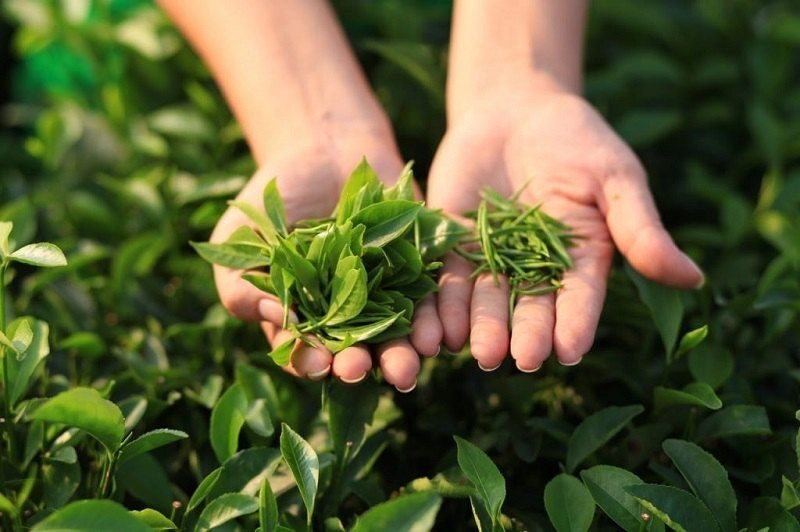 mẹo chữa mề đay