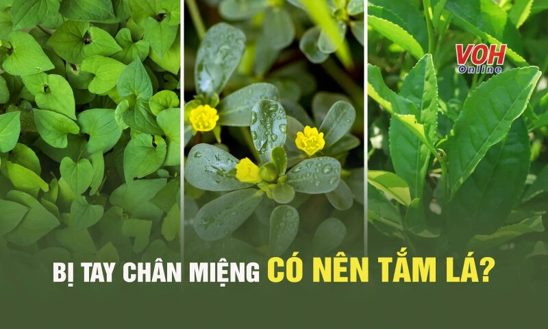 mẹo dân gian chữa bệnh chân tay miệng