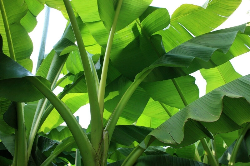 mẹo dân gian chữa ong đốt