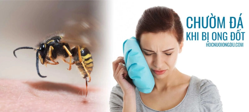 mẹo dân gian chữa ong đốt