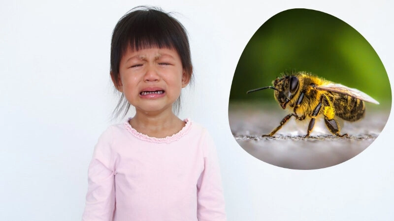 Mẹo Dân Gian Chữa Ong Đốt