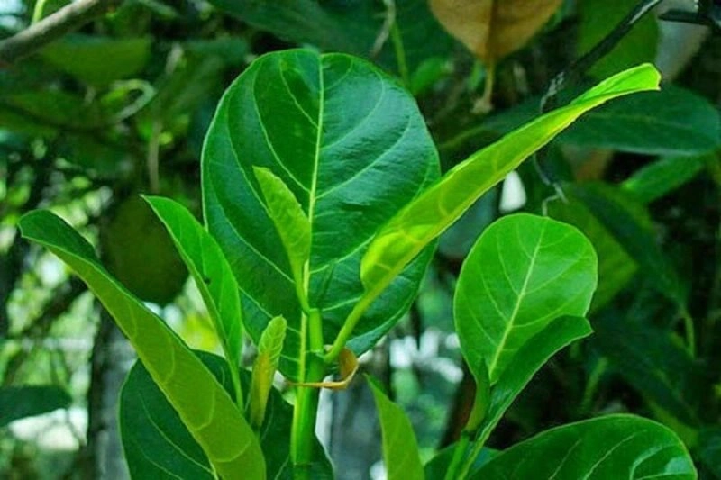 mẹo dân gian để sữa về nhiều