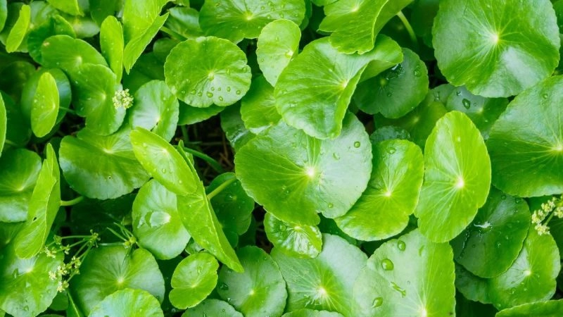 mẹo vặt chữa chảy máu cam
