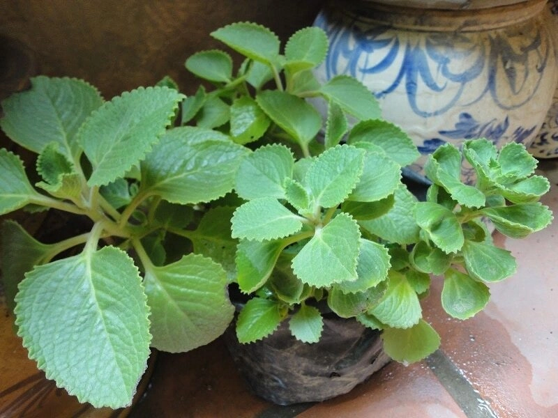 Mẹo vặt chữa hôi miệng